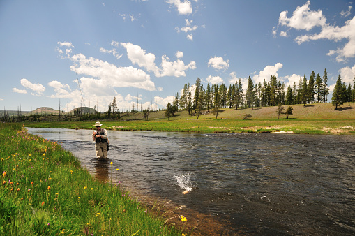 Active senior woman reeling in a trout from the Firehole River in Yellowstone National Park