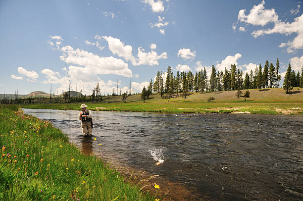 Man fishing in river with something splashing in water Active senior woman reeling in a trout from the Firehole River in Yellowstone National Park midway geyser basin photos stock pictures, royalty-free photos & images