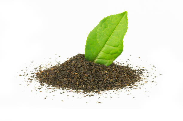 сушеный турецкий смешанный черный чай и свежий чайный лист, изолированный на белом фоне, растет в рите, турция - tea leaves chinese tea green tea leaf стоковые фото и изображения