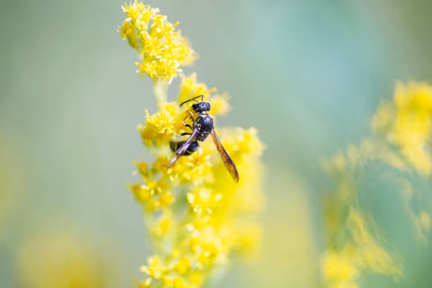 A wasp feeding on a goldenrod blossom.