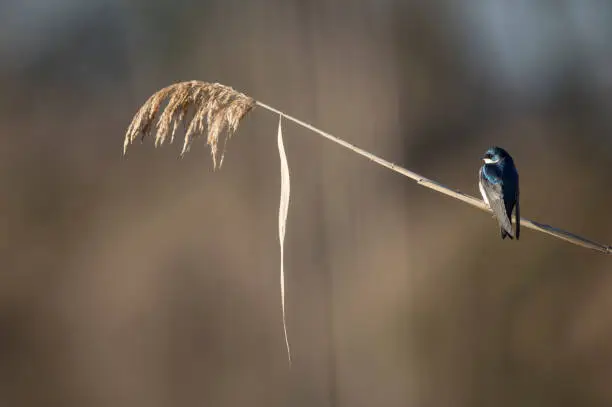 A Tree Swallow perched on a phragmite reed in the early morning sun with a smooth brown background.