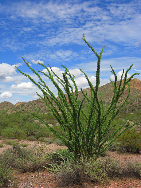 istock Arizona Fouquieria Genus Ocotillo 117282910