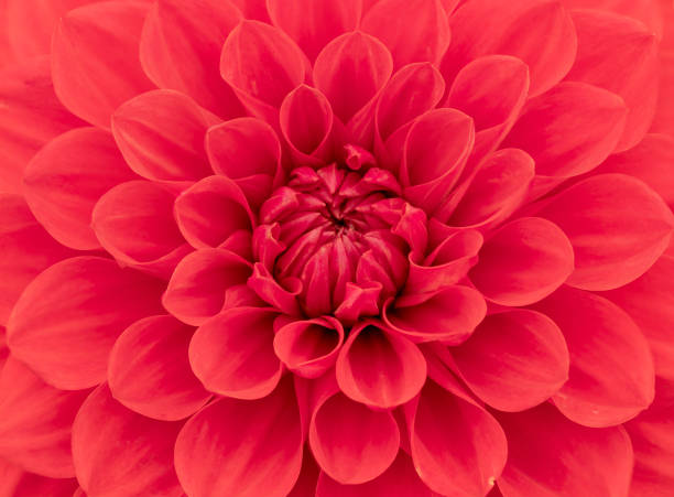 istock Red Dahlia Flower Close Up 1172830223