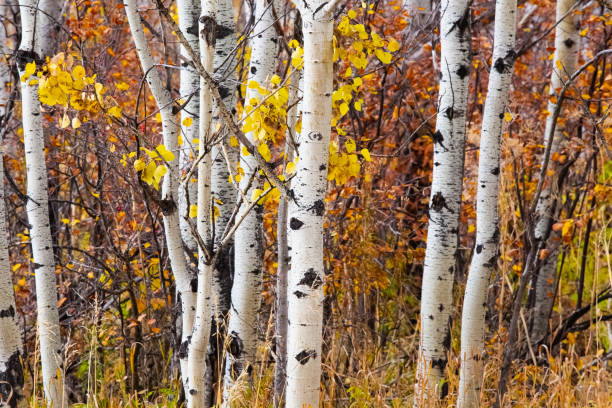 istock Aspen Tree Forest Autumn Leaves 1172830560