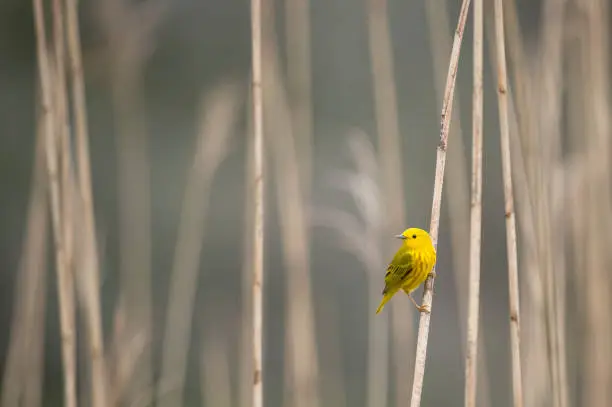 A Yellow Warbler perched on a Phragmite reed in soft overcast light.