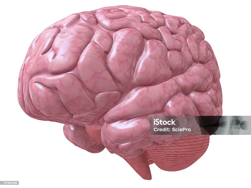 Cérebro humano - Foto de stock de Anatomia royalty-free