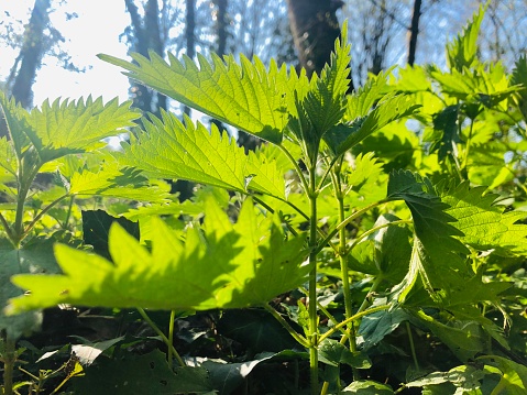 Closeup of bright, vibrant green stinging nettles growing wild by a French countryside stream, with the morning sun lighting up  the jagged edged leaves.