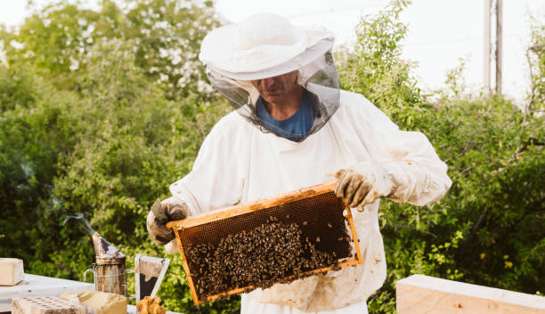 istock Beekeeper collecting honey selective focus on a honeycomb and bees. 1172832948