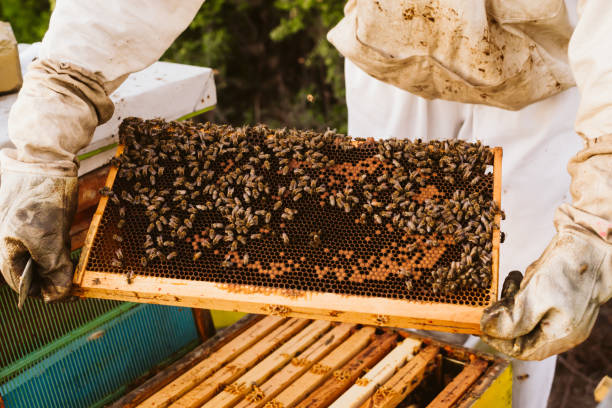istock Beekeeper collecting honey selective focus on a honeycomb and bees. 1172834006