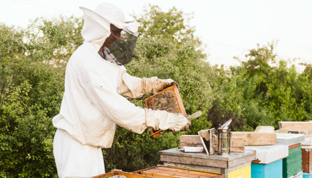 istock Beekeeper collecting honey selective focus on a honeycomb and bees. 1172834807