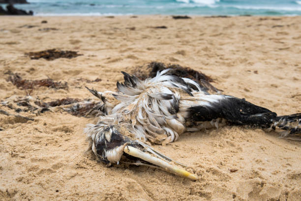 istock Dead albatross by the sea 1172834841