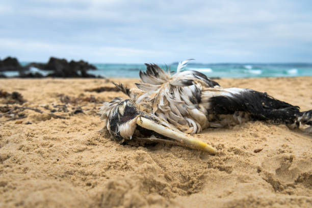 istock Dead albatross by the sea 1172834853