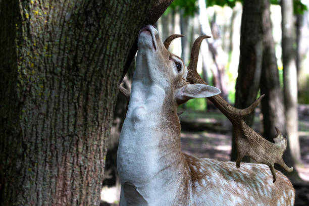 istock The fallow deer (Dama dama) is native species to Europe 1172834894
