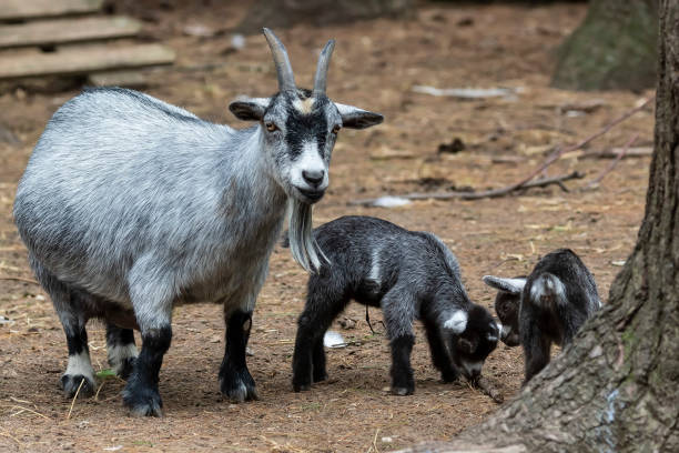 la cabra pigmea con sus hijos en el parque de vida silvestre. - animal cute animals deer deer herd fotografías e imágenes de stock