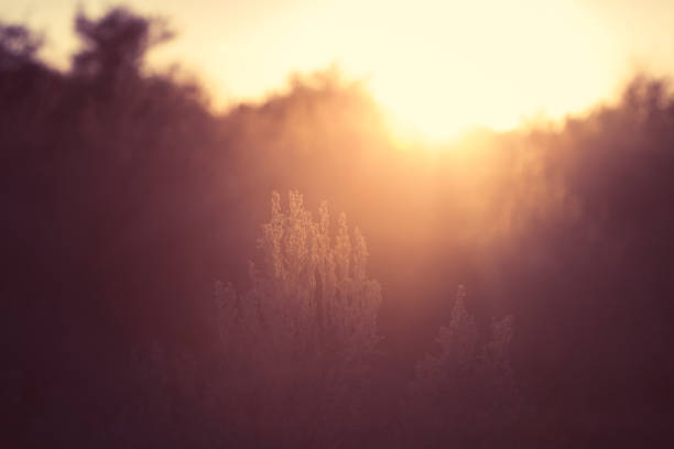 istock Sunset Glow On The Horizon 1172835894