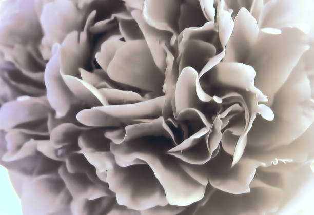 istock Peony in Shades of Grey 1172839494