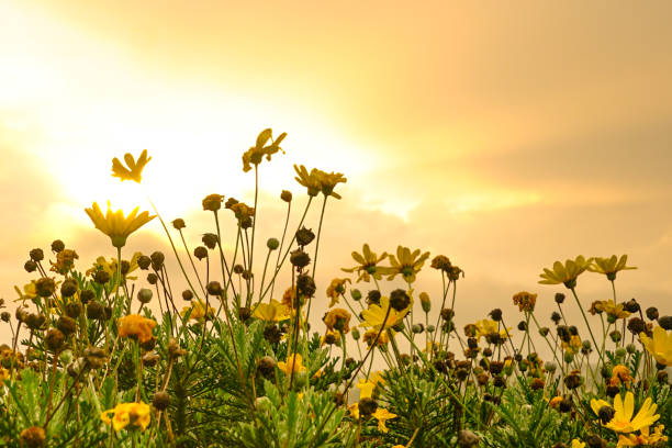istock Beautiful yellow daisies with sunrise background 1172840901