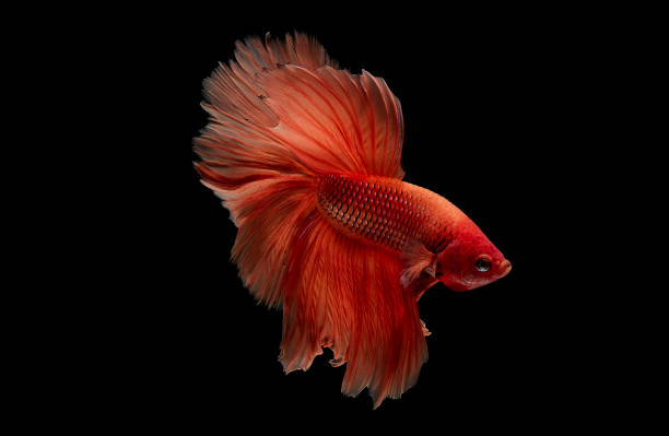 istock Light red betta fish, Siamese fighting fish was isolated on black background. Fish also action of turn head in different direction during swim 1172841038