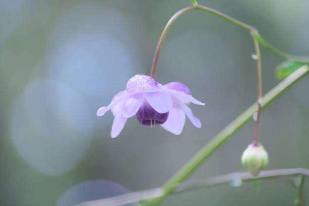 istock Lotus flower blooming in light rain 1172843146