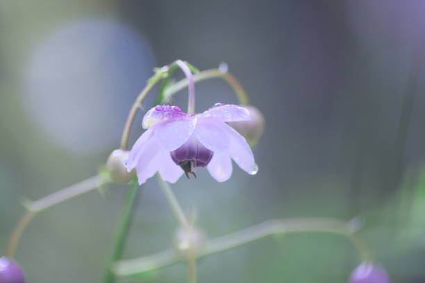 istock Lotus flower blooming in light rain 1172843183