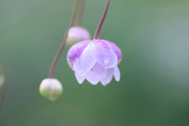 istock Lotus flower blooming in light rain 1172843191