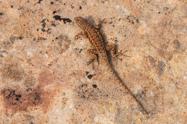 istock Hovenweep NM - Lizard on Rock 1172845516