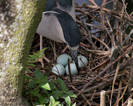 Black-crowned Night Heron close up babies on the nest in their environment.