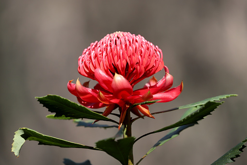 Australian Waratah plant in Flower