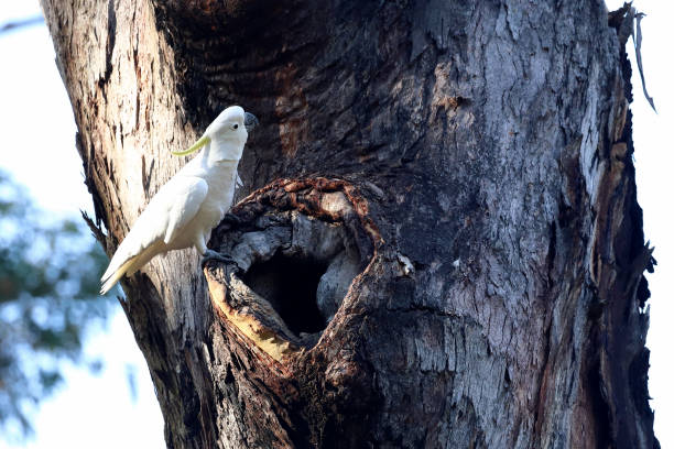istock Sulphur-crested Cockatoo 1172849193