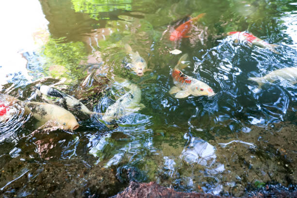 istock White fish, Golden fish, yellow fish closeup. 1172850315