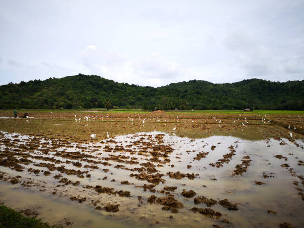 uccelli su risaia nel palawan settentrionale, filippine - developing countries farmer rice paddy asia foto e immagini stock