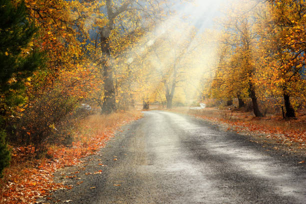 istock empty countryside dirt road with colorful autumn leaves 1172851362