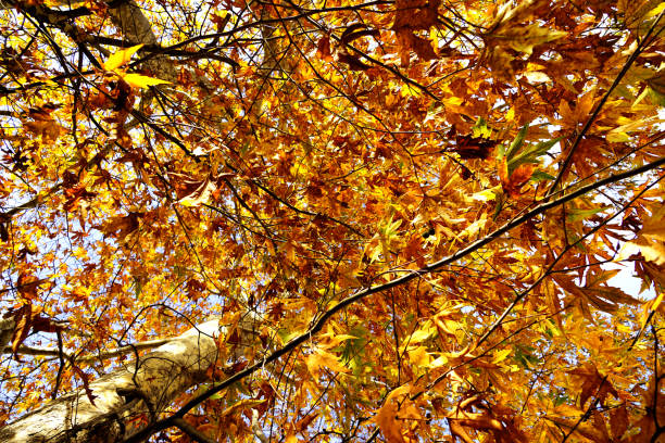 istock colorful autumn leaves 1172851384