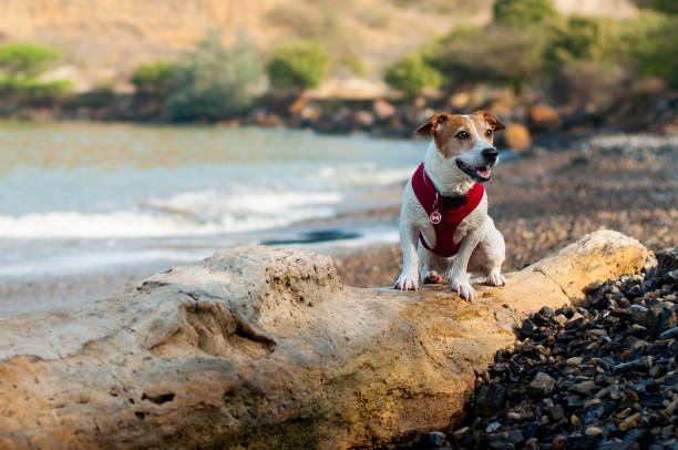 istock Jack Russell Terrrier dog standing on  tree trunk by ocean shore. 1172852361