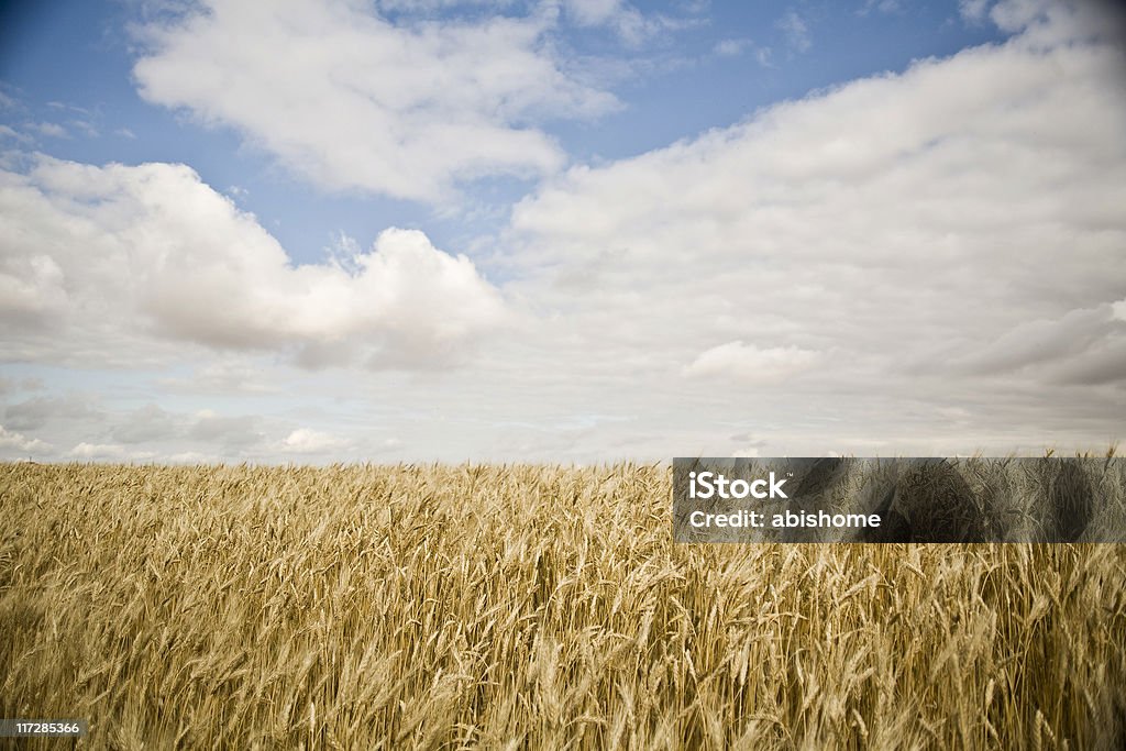 Campo de Trigo - Royalty-free Alberta Foto de stock