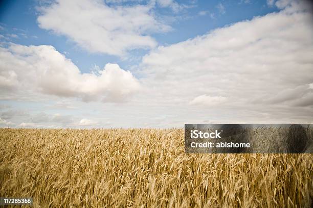 Пшеничное Поле — стоковые фотографии и другие картинки Альберта - Альберта, Без людей, Горизонтальный