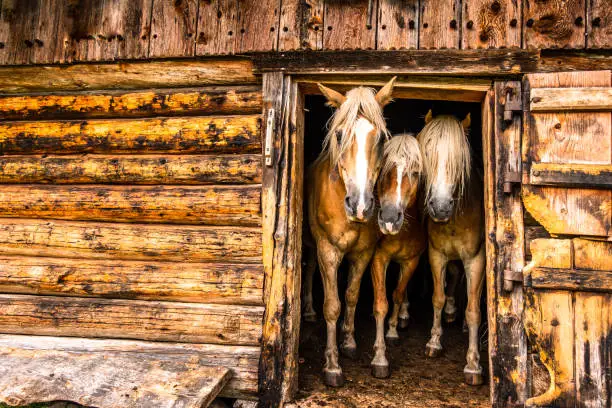 Photo of haflinger horse