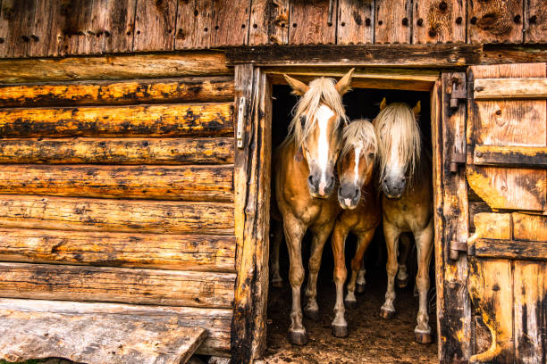 haflinger horse - horse stall stable horse barn imagens e fotografias de stock