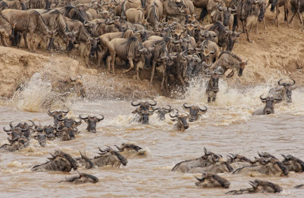 istock Mara River Crossing in Masai Mara NR 1172856864