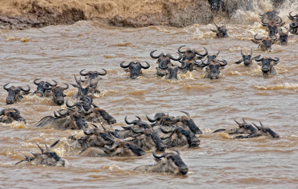 istock Mara River Crossing in Masai Mara NR 1172856866