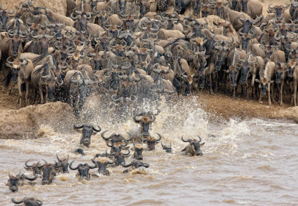 istock Mara River Crossing in Masai Mara NR 1172856869
