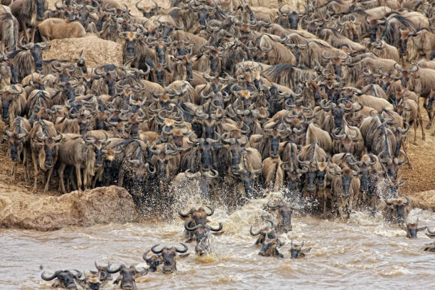 istock Mara River Crossing in Masai Mara NR 1172856876