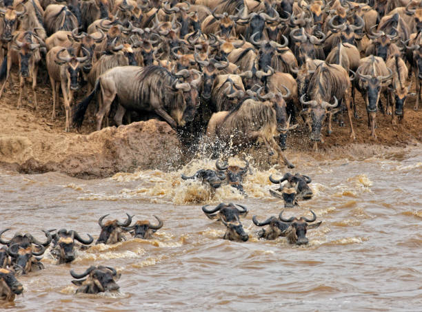 istock Mara River Crossing in Masai Mara NR 1172856879