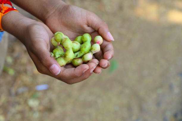 istock Indian Little Boy Holding Manila Tamarind 1172857191