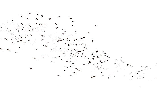 swarm of bats, cutout on white ground