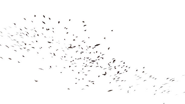 large group of flying foxes, mega bats isolated on white background stock photo