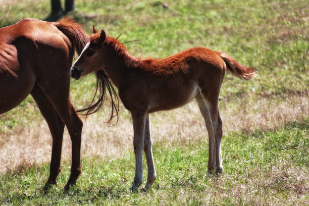istock horses on green field 1172858847