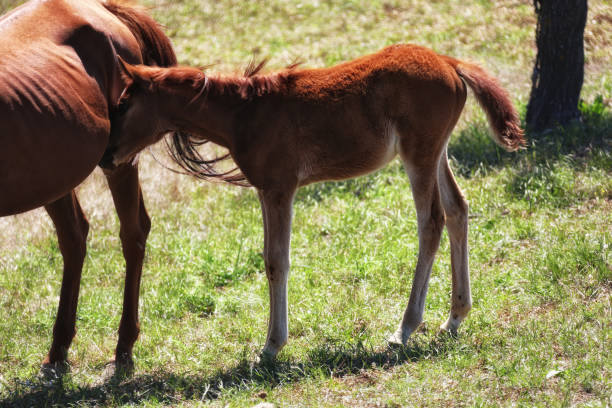 istock horses on green field 1172859006