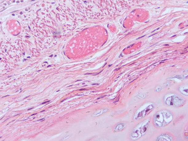 istock histology of human tissue 1172860606