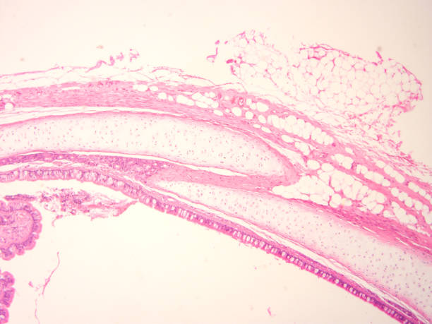 istock histology of human tissue 1172860695